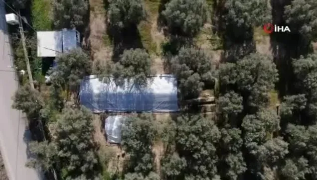 Jandarma koruyor! İznik'te lahit tarlası