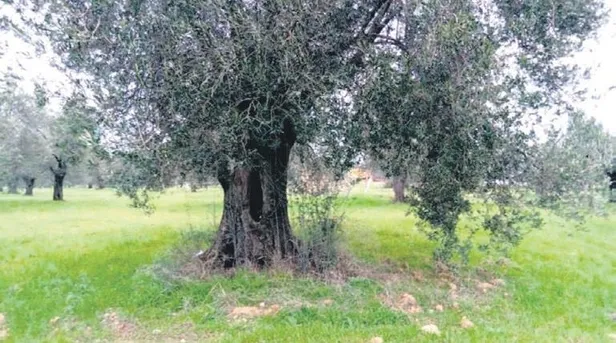 Doğa katliamcısı CHP'li Başkan Ali Kemal Deveciler İBB Başkanı İmamoğlu'na koştu!-2