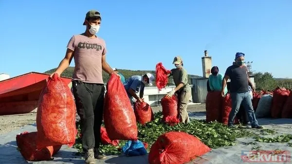 Ülkemizde oldukça bol var.. Ayda 6000 TL kazanıyorlar! Paraya para demiyorlar! Sizde toplayıp kazanabilirsiniz! - 5