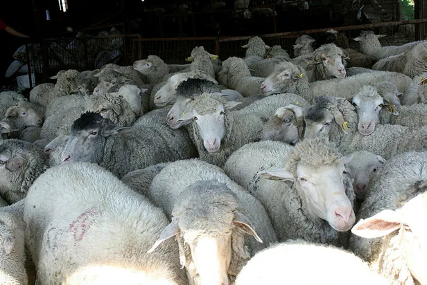 kurban-bayrami-ne-zaman-2021-kurban-bayrami-tatili-9-gun-mu-olacak-bayramda-yasak-var-mi-1624047250074.jpg Kurban Bayramı ne zaman 2021? Kurban Bayramı tatili 9 gün mü olacak? Bayramda sokağa çıkma yasağı var mı?-4