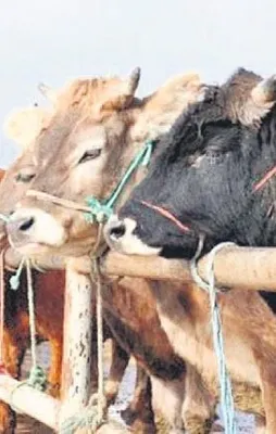 İşte FETÖ’nün kurban sömürüsü taktikleri...
