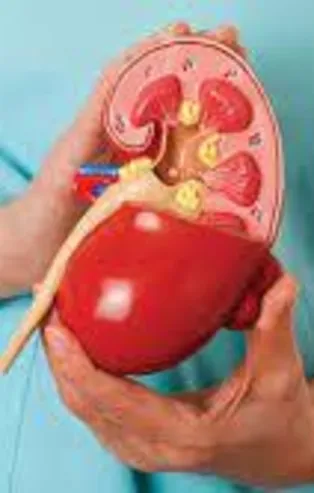 Genç yaşlı herkesi tehdit eden karaciğer yağlanması, hipertansiyon riskini arttırıyor