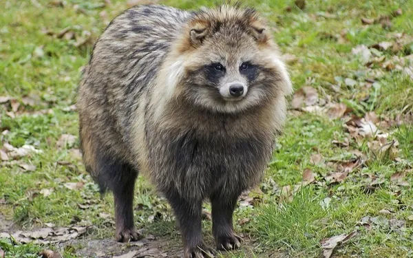 rakun-kopegi-nedir-rakun-kopegi-nerede-yasar-corona-virus-rakun-kopeginden-mi-bulasti-1588332278908.jpg Rakun köpeği nedir? Rakun köpeği nerede yaşar? Corona virüs rakun köpeğinden mi bulaştı?-2