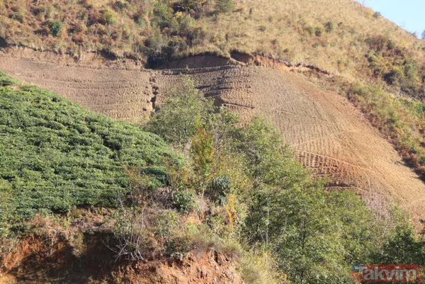 Doğu Karadeniz'i bekleyen büyük facia! Kaçak çaylıklar için ormanlar kesiliyor - 12
