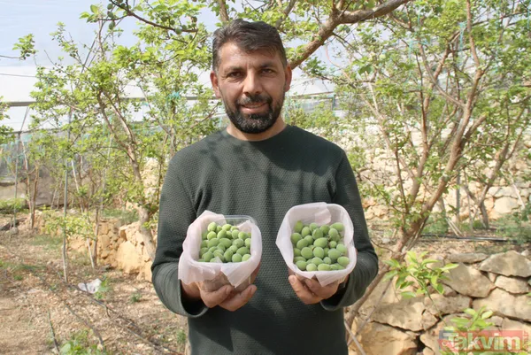 Daha önce yere dökülüyordu! Kayısı çağlasının kilosu 100 TL'den satılıyor - 4