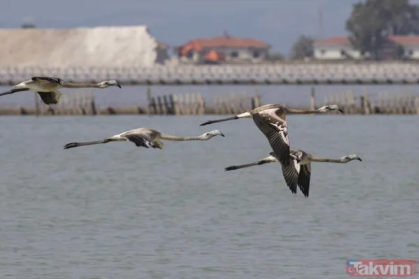 Minik allı turnalar (flamingolar) uçmayı İzmir Kuş Cenneti'ndeki doğal kreşte öğreniyorlar - 19