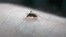 Yanınızdan bile geçemeyecek! Baş belası sivrisinekleri anında kovacak 6 yöntem!