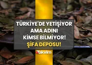 Türkiyede yetişiyor ama adını kimse bilmiyor! Gizli kalmış tam bir şifa deposu! Damar tıkanıklarını mikser gibi açıyor