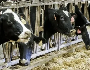 Rüyada inek kovalaması ne anlama gelir? Rüyada inek kovalaması neye işarettir? Rüyada inek kovalamasının anlamı ve yorumu