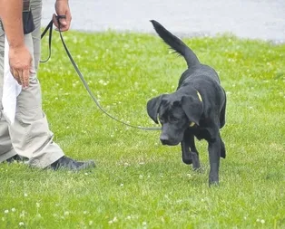 Ajan Lulu dava açtı!