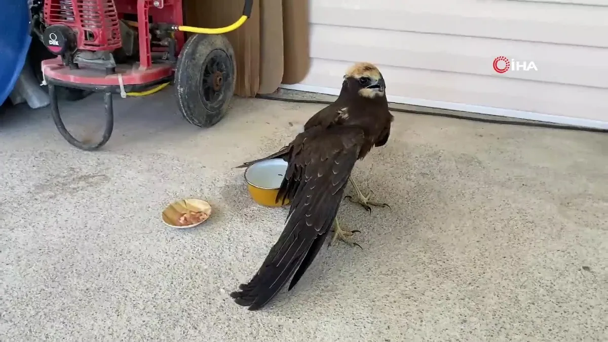 Kanadı kırık kartal bahçeye düştü!