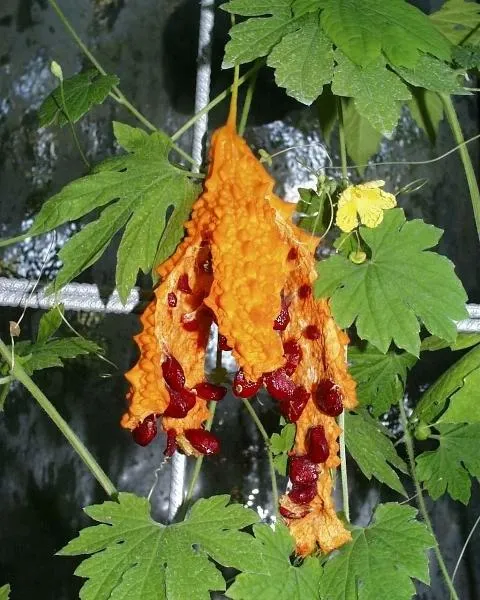 Tümör düşmanı kudret narı