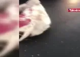 Tırdan düşen ineğe 2 otomobil çarptı
