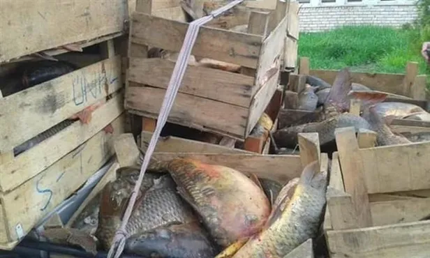 Elazığ'da bir kamyonette 900 kilo kaçak balık ele geçirildi-2