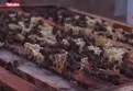Arı ölümlerinde kışlama uyarısı!