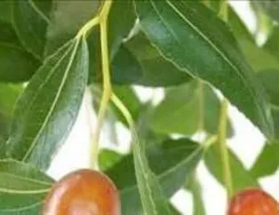 Kayısının Faydaları