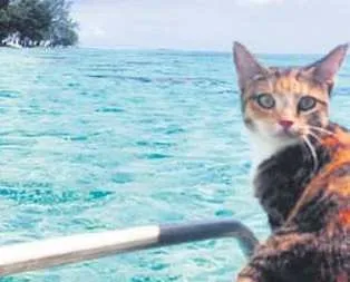 En şanslı kedi