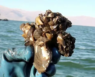 Türkiyedeki gölleri sarmaya başladı! Balıkları öldürüyor