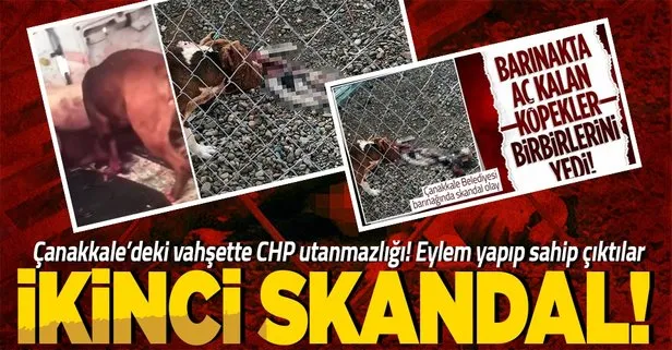 Çanakkale’deki vahşeti unutan CHP’lilerden skandal eylem!