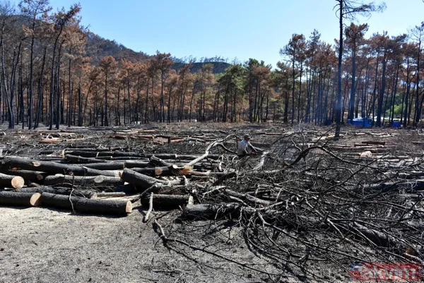 Yanan ormanlar ne olacak? Ağaçlandırma çalışması sonbaharda başlayacak - 10