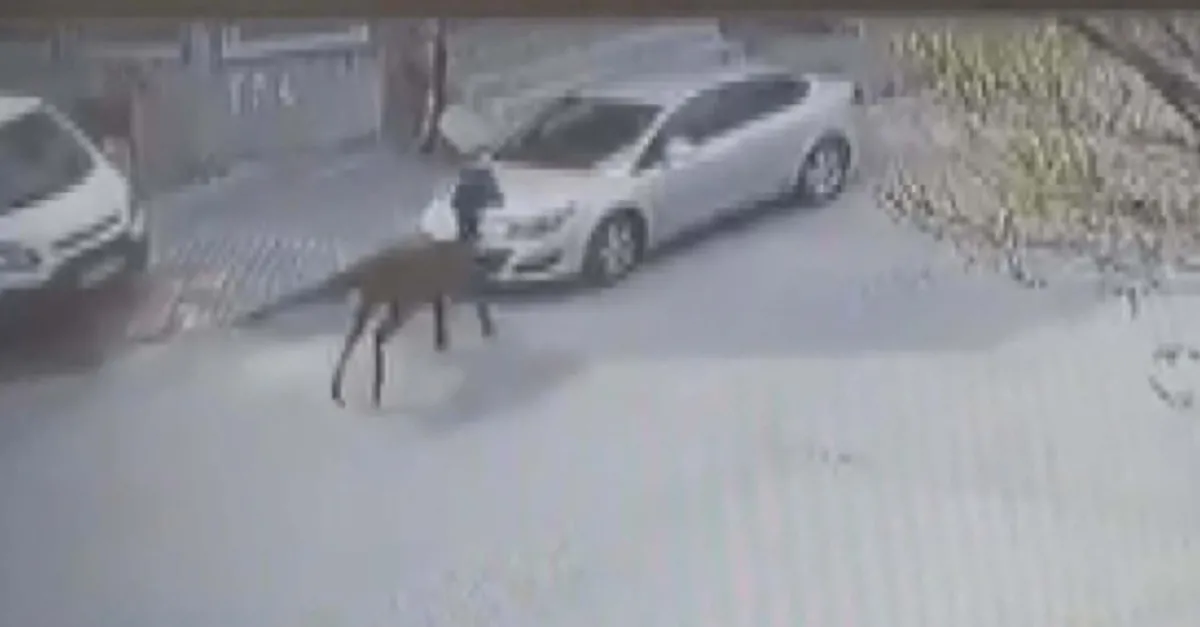 İstanbul Arnavutköy’de inanılmaz olay! Otomobilin sahibi güvenlik kamerasını izleyince gözlerine inanamadı