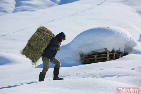 Karlı dağlarda keçilerin zorlu yolculuğu! 2 metreyi bulan karda 6 kilometre... - 8