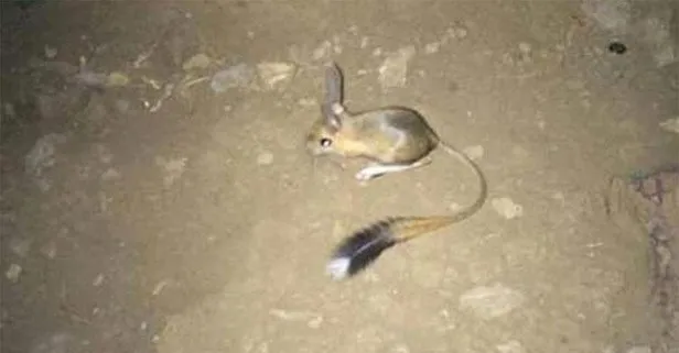 IUCN’nin ’kırmızı’ listesinde bulunan Arap tavşanı Şırnak’ta görüntülendi