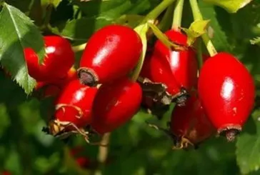 Kuşburnunun sırrı