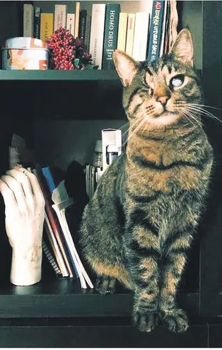 'Kedilerin velayeti' davasında 'Piraye' ve 'Cingöz'ün psikolojisini de gözetildi