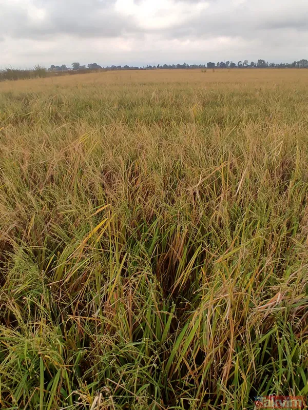 SON DAKİKA: Edirne'de sabaha karşı dolu yağdı! 10 bin dekar çeltik ziyan oldu - 1