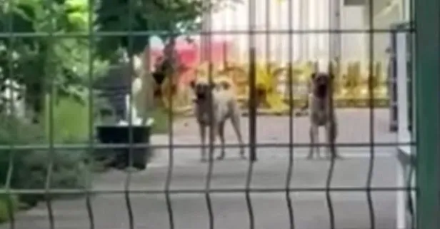 Başakşehir’de okul müdürünün beslediği köpekler öğrenciye saldırdı