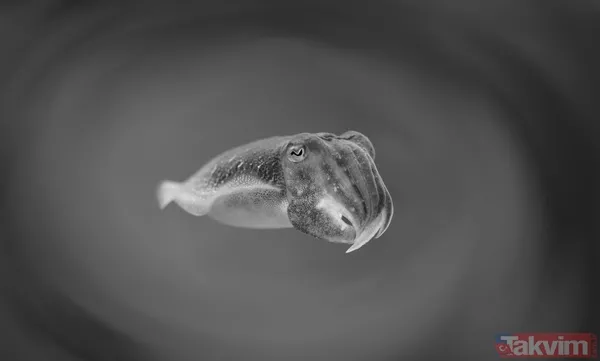 Zorlu testi geçtiler! Bilim açıkladı: Meğer mürekkep balıklarının beyni... - 11