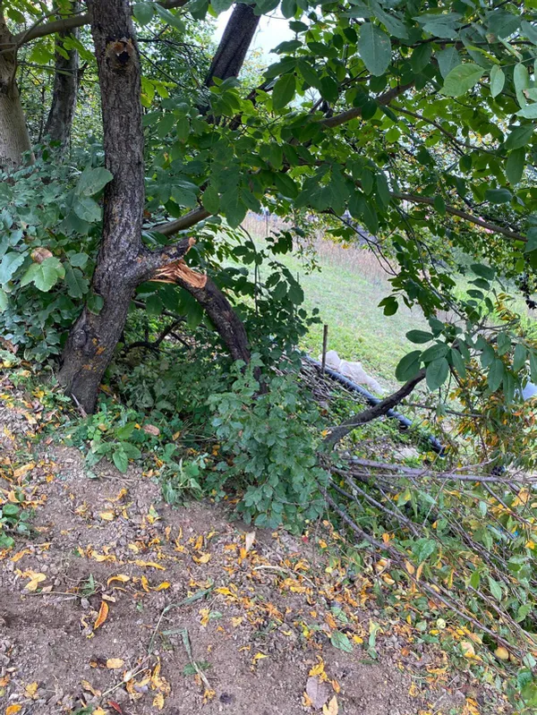 gumushanede-budamak-icin-ciktigi-seftali-agacindan-dusen-ayse-usta-hayatini-kaybetti-1634478993911.jpg Gümüşhane'de budamak için çıktığı şeftali ağacından düşen Ayşe Usta hayatını kaybetti-2