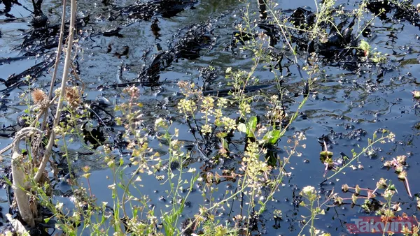 Edirne'de çevre katliamı! Tonlarca fuel oil 30 dekar alana ve dere yatağına yayıldı - 13