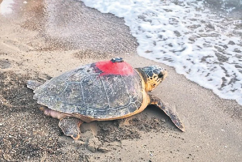 Caretta caretta turba