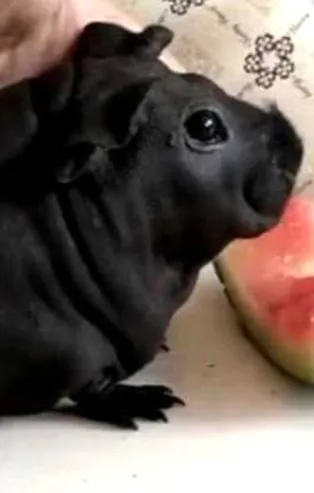 Köpek diye sahiplendiği hayvan sıçan çıktı