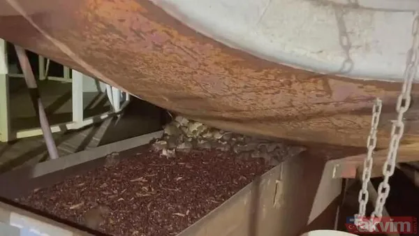 Koronavirüs fare istilasından sonra şimdi de örümcek istilası! Avustralya'da her yeri örümcek ağları kapladı - 7