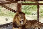 Antalya Manavgat’ta aslan alarmı! 53 yaşındaki adamı saldırıp ağır yaraladı! Sokağa çıkmayın uyarısı