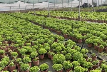 Fesleğen mideyi rahatlatıyor