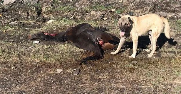 CHP'li İBB'nin hayvan katliamı bir kez daha belgelendi! Atlar telef olup kurda kuşa kurban edildi