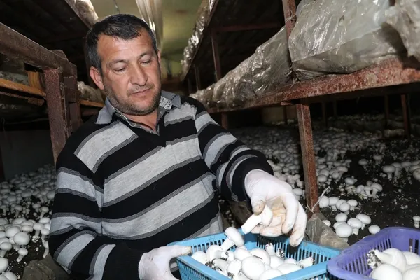 Mantar üretti, hem kendi hem de köylüyü zengin etti!-1