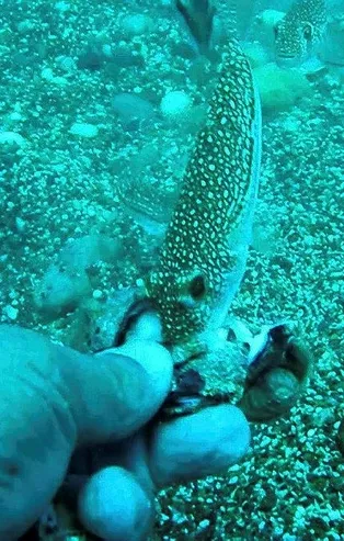 Antalya'da arkadaşının tavsiyesi üzerine balon balığı yiyerek zehirlenen Mehmet Berk hayatını kaybetti