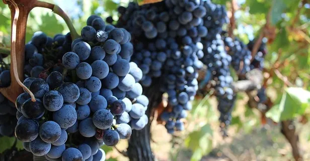 Üzümün faydaları nelerdir? Nelere iyi gelir?