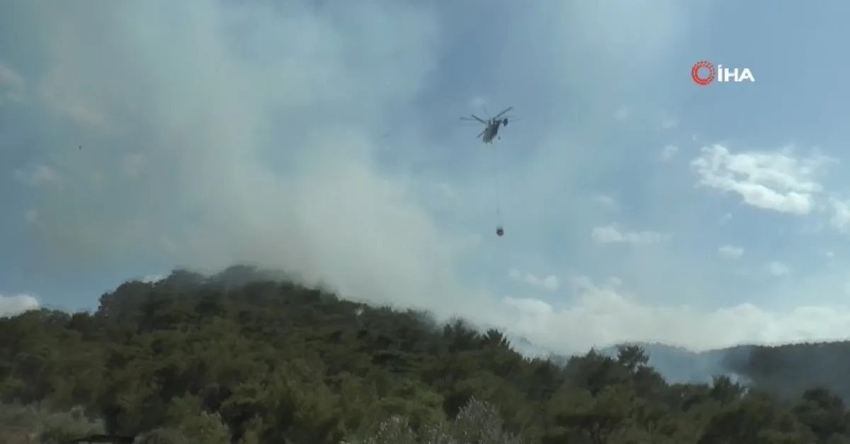 Son dakika haberi: Bodrum'da orman yangını
