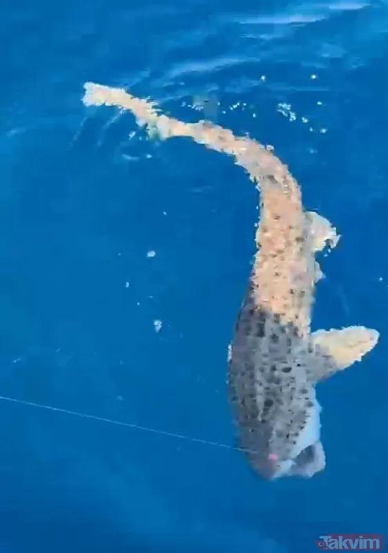 Saros Körfezi'nde oltaya köpek balığı takıldı - 2