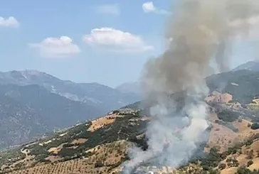 Aydın’da zeytinlik yangını