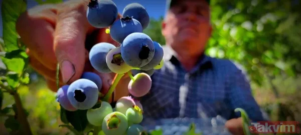 Kilosu 100 lira! Yaban mersinini kuş ve yabani hayvanlardan bomba ve kuş sesleriyle koruyorlar - 4
