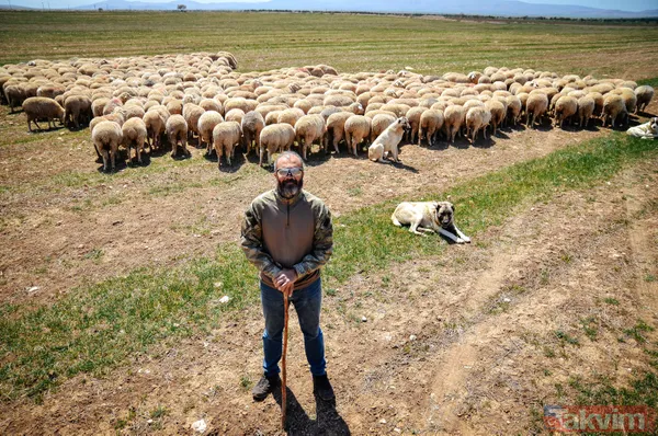 Abi-kardeş kariyerlerini bıraktılar 800 hayvanlı sürü sahibi oldular - 15