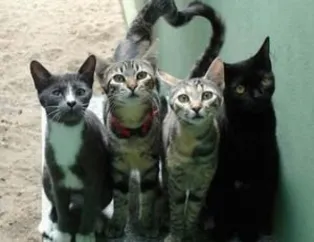 Çok beğendiniz, yenisini yaptık