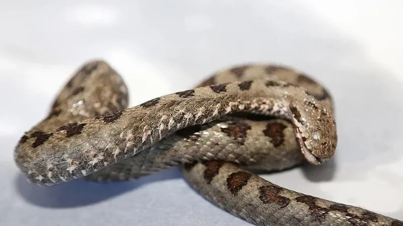 mersin-adana-hatay-sanliurfa-gaziantep-illerinde-yasayanlara-acil-alarm-verildi-kapiyi-pencereyi-simsiki-kapat-1714071520352.jpeg Aman dikkat! İstila başladı! Kapıyı, pencereyi sımsıkı kapatın! Mersin, Adana, Hatay, Şanlıurfa, Gaziantep illerinde yaşayanlara acil alarm verildi!-3